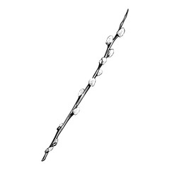 Willow twig isolated on a white background. Willow sketch.Hand-drawn vector illustration. Design for Easter, packaging