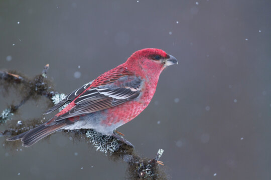 Haakbek, Pine Grosbeak, Pinicola enucleator