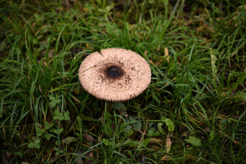 Macrolepiota procera mushrooms. huge vegan plant in the forest. the snake's hat. sponge snake