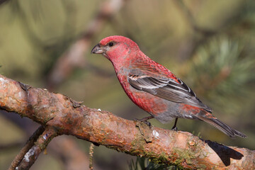 Haakbek, Pine Grosbeak, Pinicola enucleator