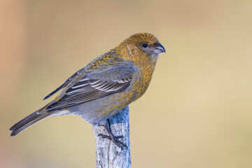 Haakbek, Pine Grosbeak, Pinicola enucleator