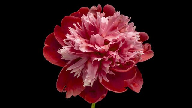 Timelapse of pink peony flower blooming on black background	