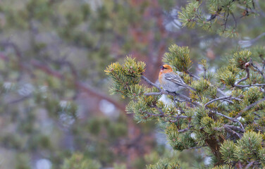 Haakbek, Pine Grosbeak, Pinicola enucleator