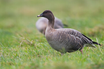 Kleine Rietgans, Pink-footed Goose, Anser brachyrhynchus