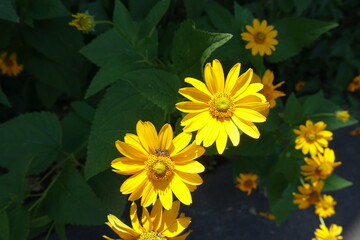 Insect pollinating yellow flower of Heliopsis helianthoides in July