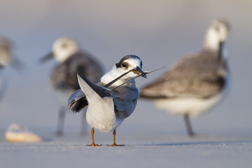 Presumed Saunder's Tern, Sternula saundersi