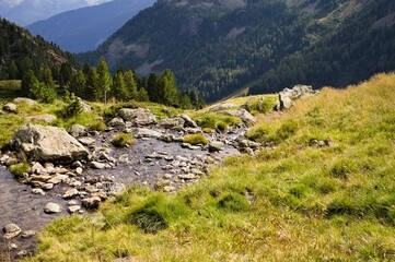 Fototapeta na wymiar A brook in a meadow on a mountain in the Italian Alps (Trentino, Italy, Europe)