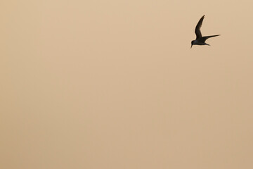 Presumed Saunder's Tern, Sternula saundersi