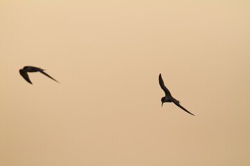 Presumed Saunder's Tern, Sternula saundersi