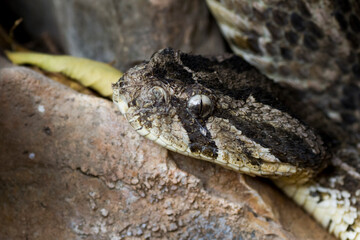 Puff Adder, Bitis arietans