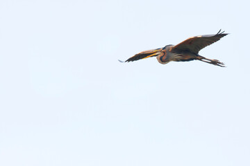 Purple Heron, Purperreiger, Ardea purpurea