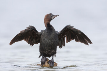 Dwergaalscholver, Pygmy Cormorant, Microcarbo pygmaeus