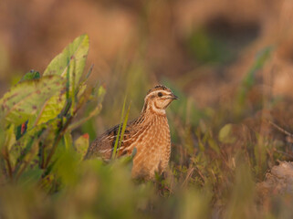 Kwartel, Common Quail, Coturnix coturnix