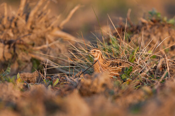 Kwartel, Common Quail, Coturnix coturnix