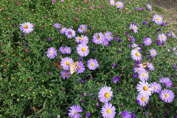 Fototapeta premium Insects pollinating violet flowers of New York aster in September