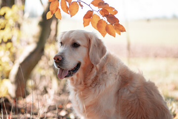 golden retriever dog