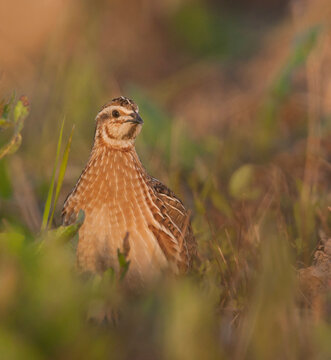 Kwartel, Common Quail, Coturnix coturnix