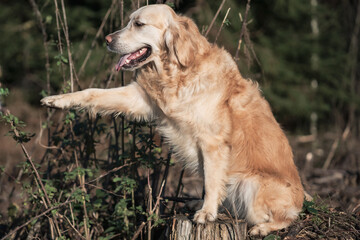 golden retriever in the park