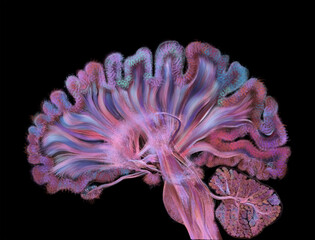 Medical illustration of working neurons on a cross section of the brain	