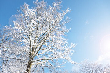 snow covered tree