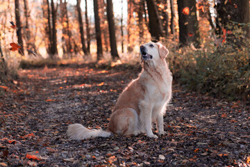 dog in the autumn woods
