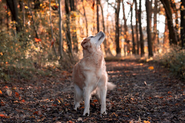 dog in the woods