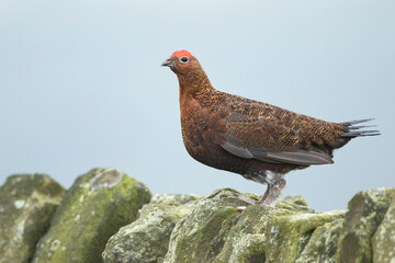 Red Grouse, Lagopus lagopus scotica