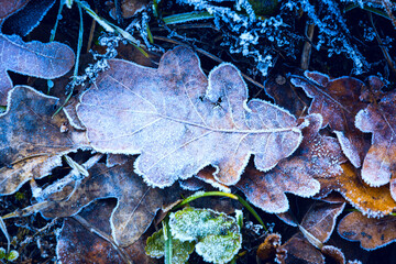 frosted autumn leafage