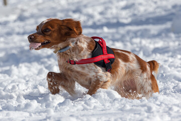 Spaniel breed dog playing in the snow after the storm Filomena in Madrid.