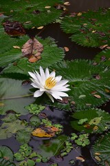 Water lily and fallen leaves