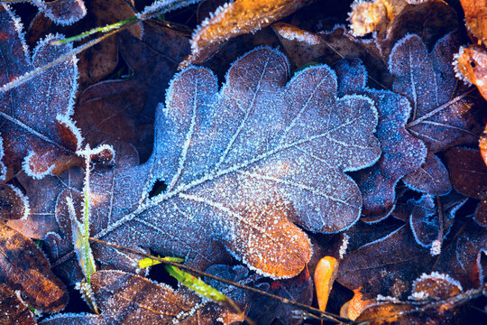 Nice frozen autumn leafs
