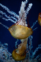 Pływające meduzy