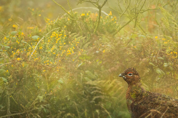 Red Grouse, Lagopus lagopus scotica