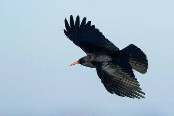 Red-billed Chough, Alpenkraai, Pyrrhocorax parrhocorax ssp. erythroramphos