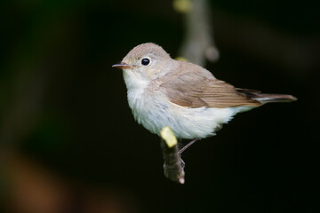 Kleine Vliegenvanger, Red-breasted Flycatcher, Ficedula parva