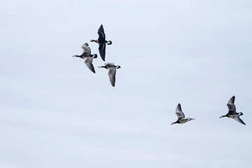 Roodhalsgans, Red-breasted Goose, Branta ruficollis