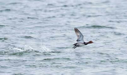 Redhead, Amerikaanse Tafeleend, Aythya americana