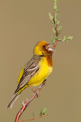 Bruinkopgors, Red-headed Bunting, Emberiza bruniceps