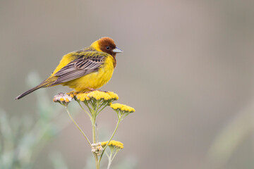 Bruinkopgors, Red-headed Bunting, Emberiza bruniceps