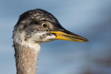 Roodhalsfuut, Red-necked Grebe, Podiceps grisegena grisegena