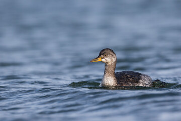 Roodhalsfuut, Red-necked Grebe, Podiceps grisegena grisegena