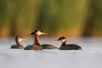 Roodhalsfuut, Red-necked Grebe, Podiceps grisegena grisegena