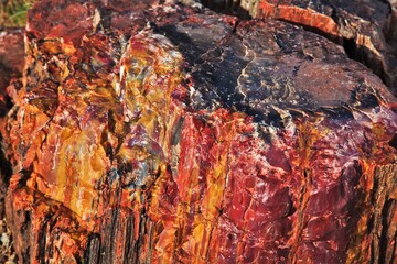 Petrified Forest National Park, Skamieniały Las, USA - obrazy, fototapety, plakaty