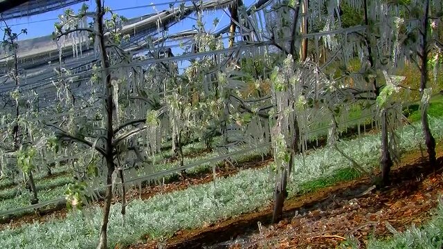 Eiszapfen in der Apfelanlage infolge von Frostberegnung als Schutz f&uuml;r die Apfelbl&uuml;ten (horizontaler Kameraschwenk)