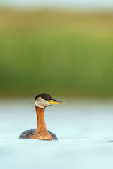 Roodhalsfuut, Red-necked Grebe, Podiceps grisegena grisegena