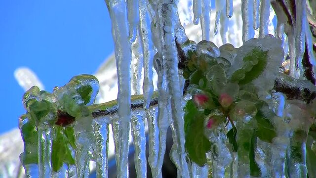 Die Eiszapfen in der Apfelanlage beginnen zu tauen (Frostberegnung)