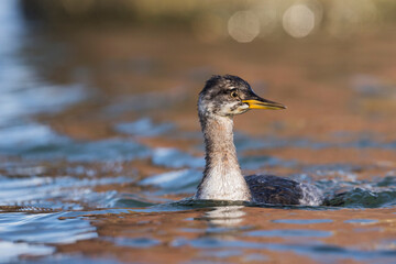 Roodhalsfuut, Red-necked Grebe, Podiceps grisegena grisegena