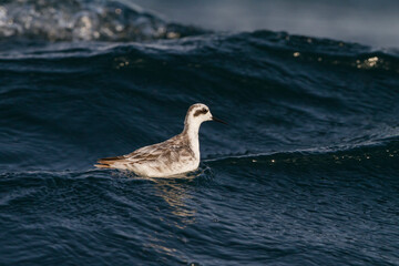 Grauwe Franjepoot, Red-necked Phalarope, Phalaropus lobatus