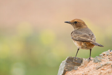 Roodstuittapuit, Red-rumped Wheatear, Oenanthe moesta moesta