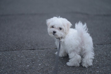 Maltese, マルチーズ